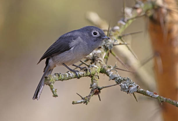istock White-eyed Slaty-flycatcher 1306487645
