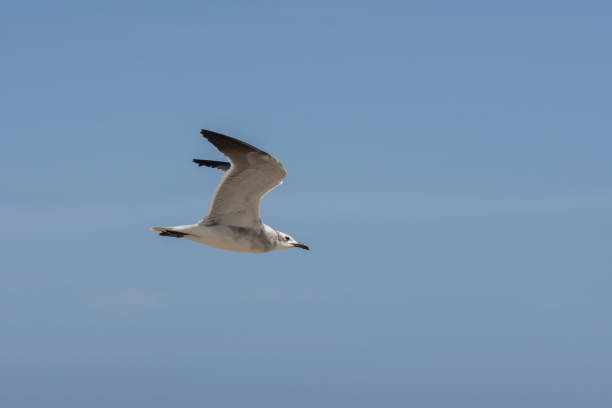 istock Side view of flying laughing gull with upswept wings 1306487648