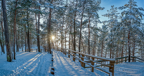 View of snowy pine forest with sun rays coming through and wooden path for relaxing walk. Covered in snow pine, fir and spruce trees.