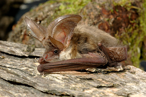 Brown Long-Eared Bat Plecotus auritus