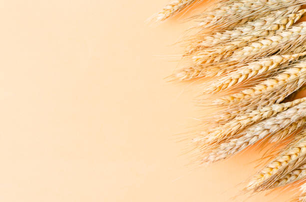 nahaufnahme trockenweizen - wheat whole wheat close up corn on the cob stock-fotos und bilder
