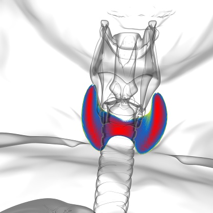 Thyroid Gland Anatomy For Medical Concept 3D Illustration