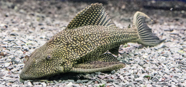 Catfish Ancistrus Plecostomus Ancistrus ordinary (Ancistrus multispinis) in the home aquarium. Close-up. bullhead fish stock pictures, royalty-free photos & images