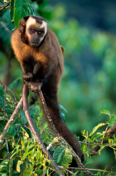 ブラック キャップ カプチン - brown capuchin monkey ストックフォトと画像