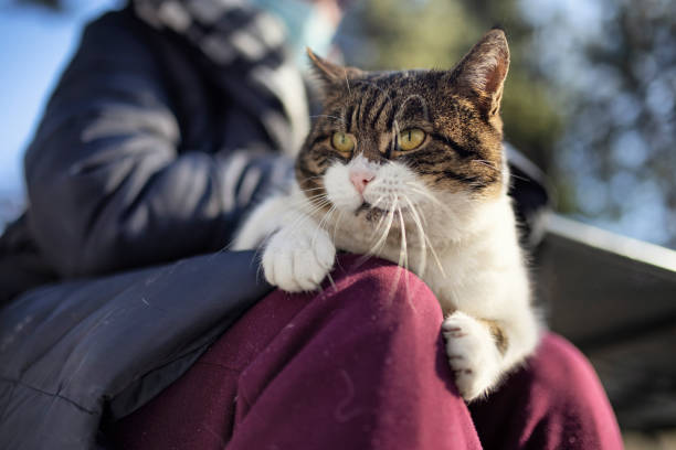 Senior woman is stroking her cat that is lying on her lap.\nShot with Canon R5