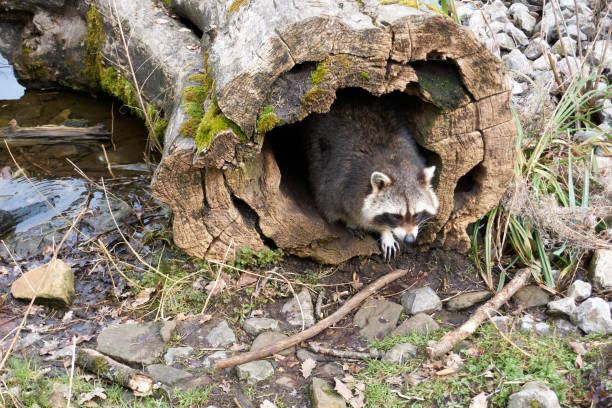 Raccoon clinging to tree