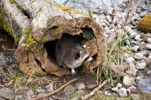 Raccoon on the Beaver Dam