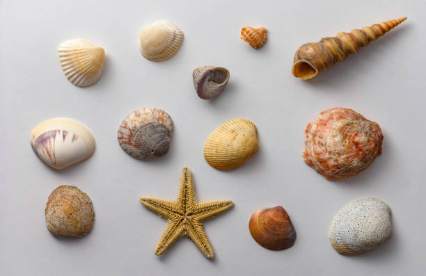 istock Seashells of various shapes and types. Background. 1306493996