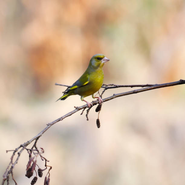 istock European  Greenfinch (Chloris chloris) Male 1306494896