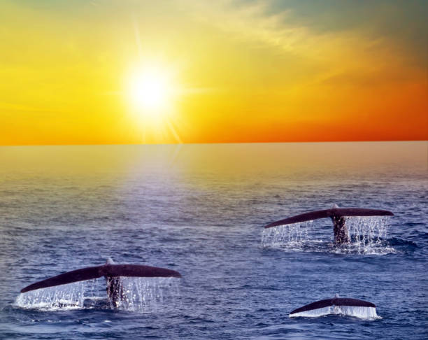 istock Humpback family whale tail wildlife ocean blue watching 1306495050