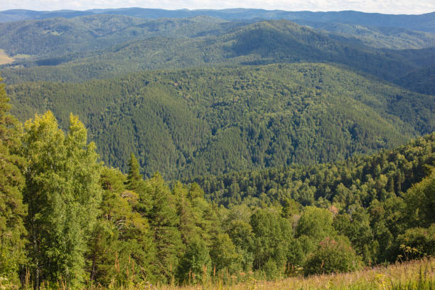 istock Very beautiful panoramic view of the birch from a high point 1306495156