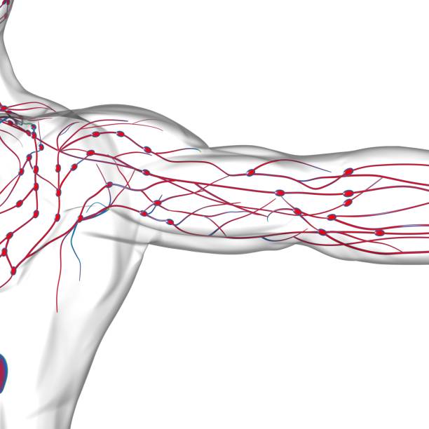 istock Human Lymph Nodes Anatomy For Medical Concept 3D Rendering 1306495186