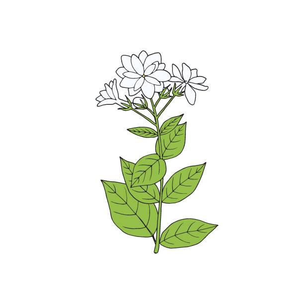 Branch of Arabian Jasmine (Sambac) with flowers, buds and leaves. National flower of Indonesia. Hand-drawn vector illustration in vintage style. Branch of Arabian Jasmine (Sambac) with flowers, buds and leaves. National flower of Indonesia. Hand-drawn vector illustration in vintage style. jasminum officinale stock illustrations
