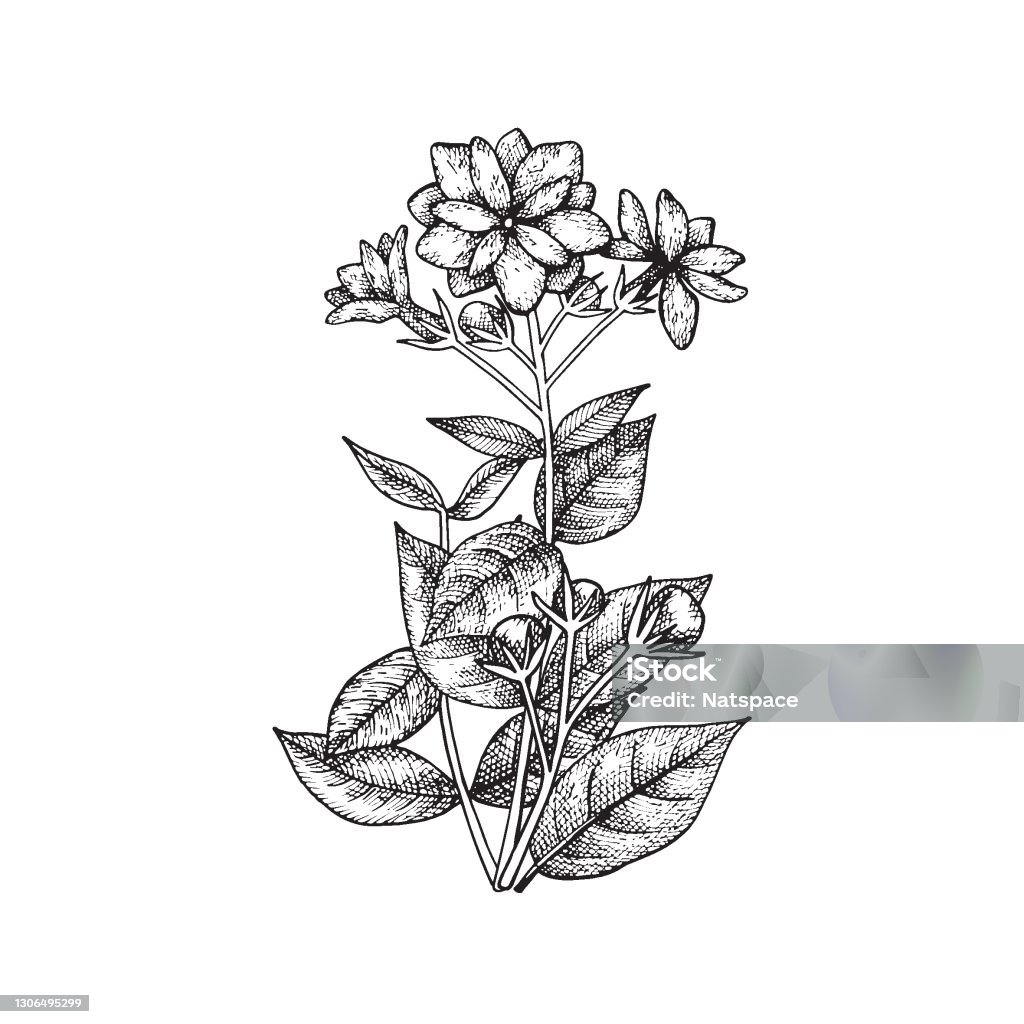 Ilustración de Rama Del Jazmín Árabe Con Flores Cogollos Y Hojas Flor Nacional De Indonesia Ilustración Vectorial Dibujada A Mano En Estilo Vintage y más Vectores Libres de Derechos de Jazmín - Ilustración de Rama Del Jazmín Árabe Con Flores Cogollos Y Hojas Flor Nacional De Indonesia Ilustración Vectorial Dibujada A Mano En Estilo Vintage y más Vectores Libres de Derechos de Jazmín -