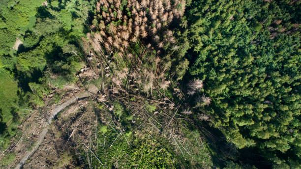 istock Deforestation, dead trees and forest dieback - aerial view 1306495581