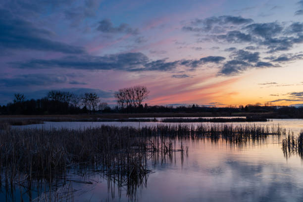 istock Beautiful evening sky over the lake with reeds 1306497182