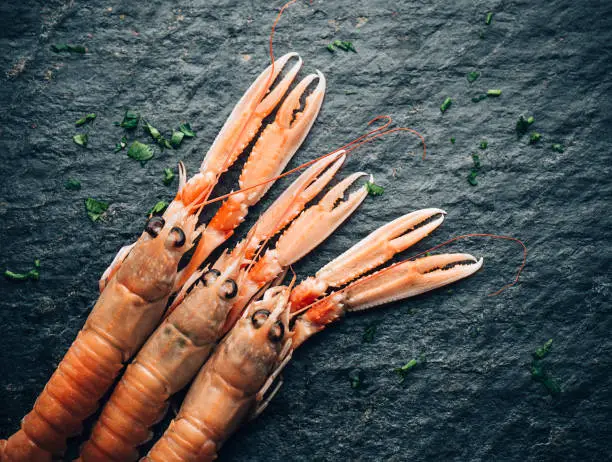 Luxury fresh raw langoustine or Scampi (Dublin Bay Prawn or Norway Lobster) on the  black slate surface sprinkled with  parsley. Seafood delicacies. Horizontal format