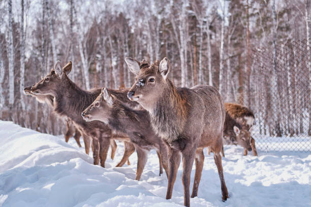istock Spotted deer on a farm on a background of winter forest. 1306498222