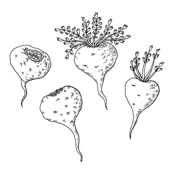 ilustrações, clipart, desenhos animados e ícones de raiz de maca (lepidium meyenii, ginseng peruano). elementos de design para embalagem. ilustração vetorial de desenho manual. - ginseng isolated root herbal medicine