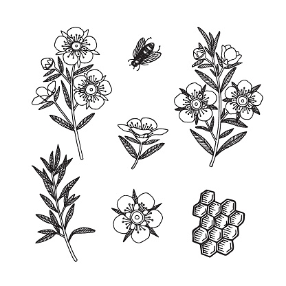 Manuka Honey branch, leaves and flower.Honeycomb and bee. Hand drawn Vector illustration.