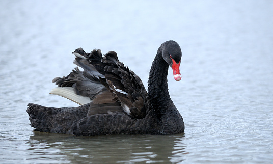 Black Swan in a lake.