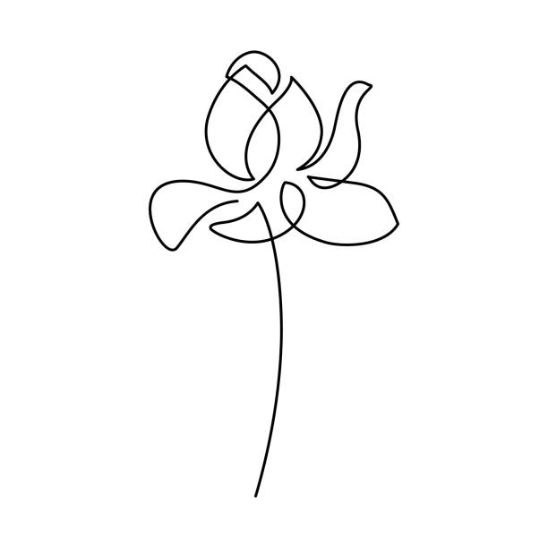 illustrazioni stock, clip art, cartoni animati e icone di tendenza di fiore di loto - water lily lotus flower water