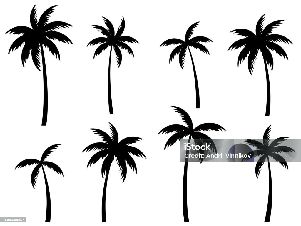 Black palm trees set isolated on white background. Palm silhouettes. Design of palm trees for posters, banners and promotional items. Vector illustration Palm Tree stock vector
