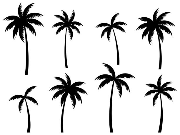 Black palm trees set isolated on white background. Palm silhouettes. Design of palm trees for posters, banners and promotional items. Vector illustration Black palm trees set isolated on white background. Palm silhouettes. Design of palm trees for posters, banners and promotional items. Vector illustration palm tree stock illustrations