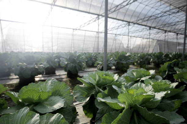 estufa - homegrown produce environment greenhouse futuristic - fotografias e filmes do acervo