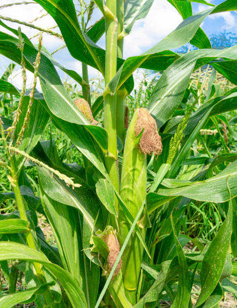 istock Corn field with ripe ears of corn 1306501032