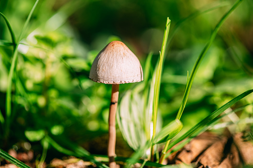 Wild Mushroom in Nature