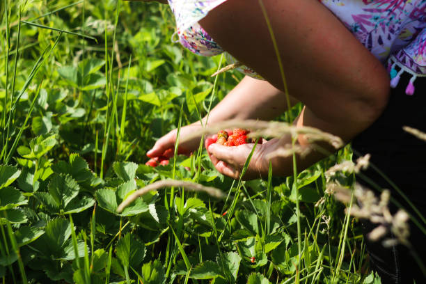 los cultivadores de fresas diseñan trabajando en invernadero con cosecha, mujer con abundantes bayas. farmer está recogiendo fresa roja madura. cultivo natural y concepto de alimentación saludable. enfoque selectivo - trabajador emigrante fotografías e imágenes de stock