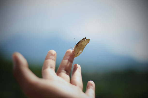 istock A beautiful butterfly perch in hand. 1306502316