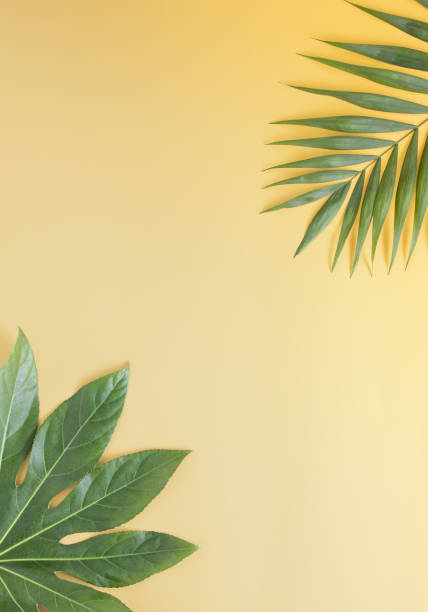 ein schönes strukturiertes grünes laub einer tropischen pflanze auf einem pastellsand-hintergrund mit kreativem kopierraum. ansicht von oben. flache laien minimale anordnung. - rainforest palm tree leaf plant stock-fotos und bilder