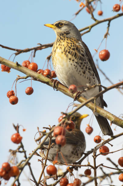 istock Bird Thrush who loves to eat mountain ash. 1306503733