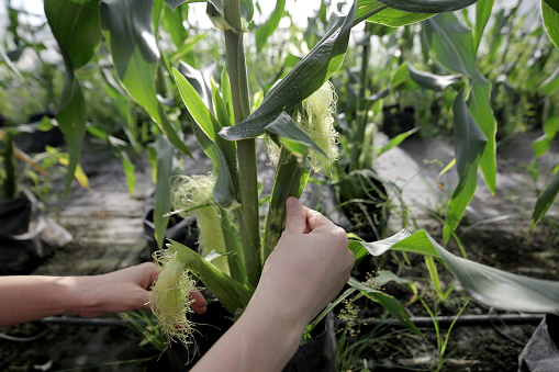 Human hand examining the fresh corn growth at greenhouse in Malaysia.