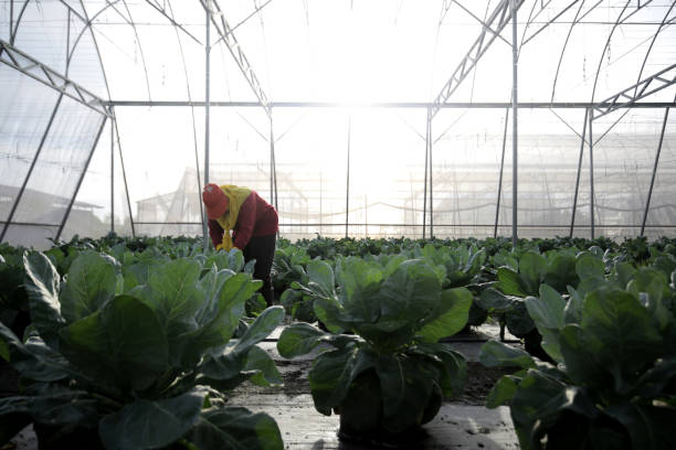 Greenhouse An Asian female farmer is working at greenhouse in Malaysia. long sleeved recreational pursuit horizontal looking at camera stock pictures, royalty-free photos & images