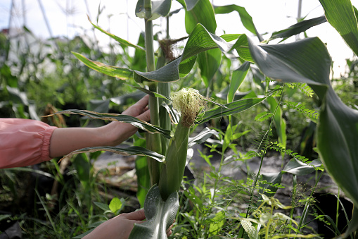 Human hand holding corn plant at greenhouse in Malaysia.
