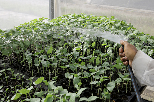 An Asian farmer is working at greenhouse in Malaysia.