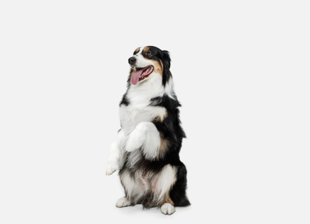 istock Cute happy Australian Shepherd dog posing isolated over white background. 1306505256