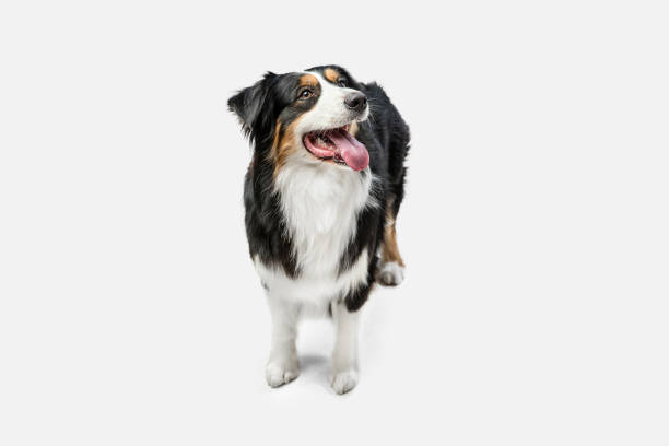 istock Big happy Australian Shepherd dog standing isolated on white background. 1306505258