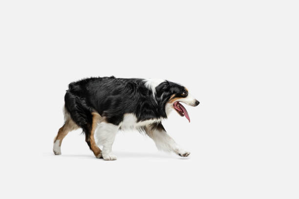 istock Beautiful Australian Shepherd dog standing isolated on white background. 1306505270