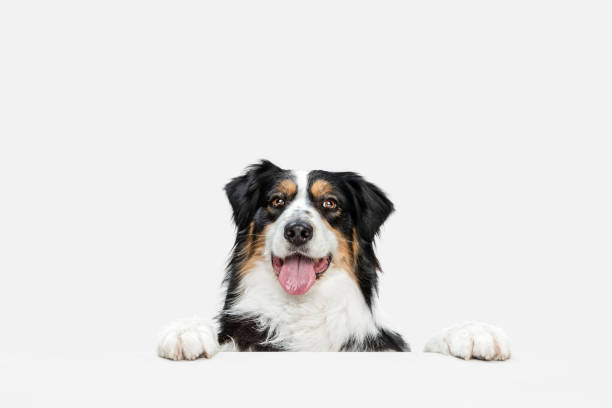 istock Big happy Australian Shepherd dog standing isolated on white background. 1306505279