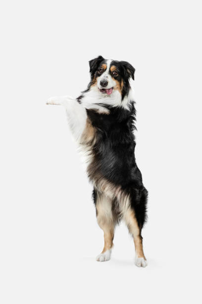 istock Beautiful Australian Shepherd dog standing isolated on white background. 1306505280
