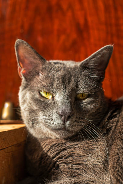 istock cute gray cat on brown background, horizontal