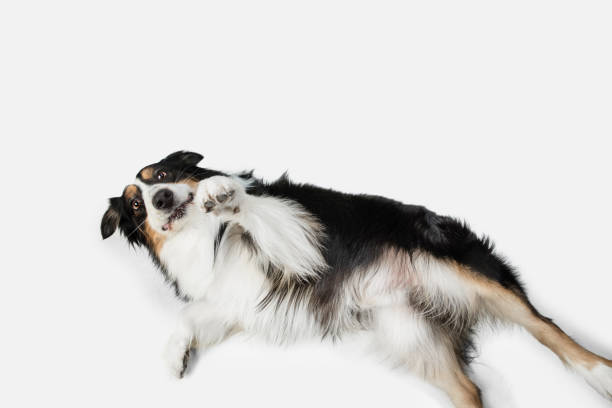 istock Cute happy Australian Shepherd dog posing isolated over white background. 1306505287