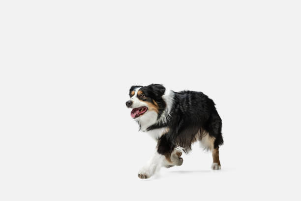 istock Cute happy Australian Shepherd dog running isolated over white background. 1306505292