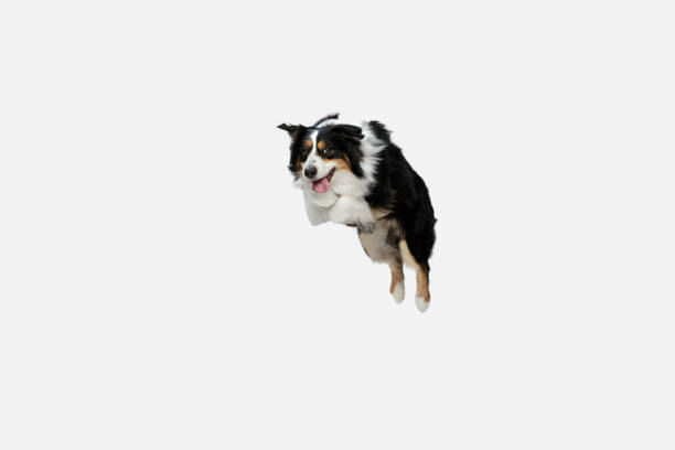 Big black and white Australian Shepherd dog or pet jumping high isolated over white background with copyspace for ad. Concept of motion, pets love, animal life. Looks happy, delighted, funny.
