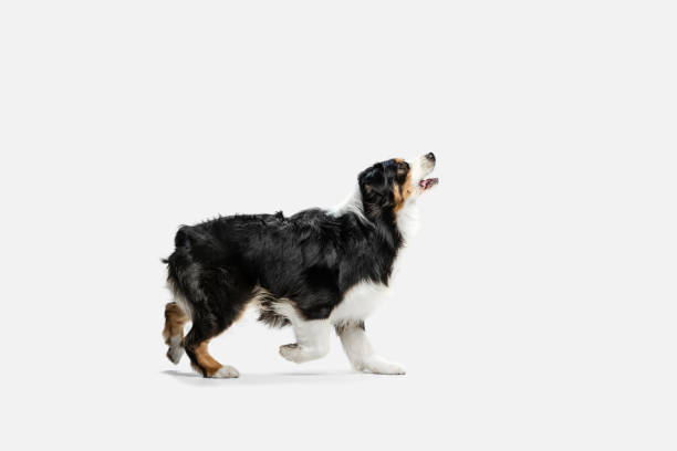 istock Beautiful Australian Shepherd dog standing isolated on white background. 1306505296