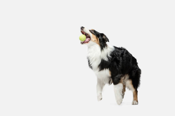 istock Big Australian Shepherd dog playing with ball isolated over white background. 1306505301